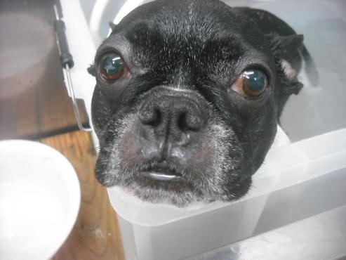 ファイル 2383-2.jpg