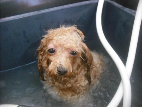 ファイル 2385-1.jpg