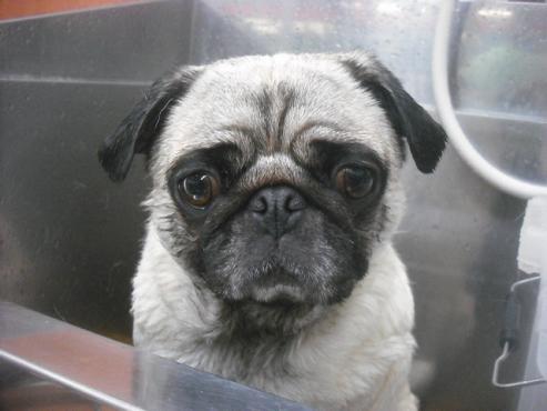 ファイル 2386-2.jpg