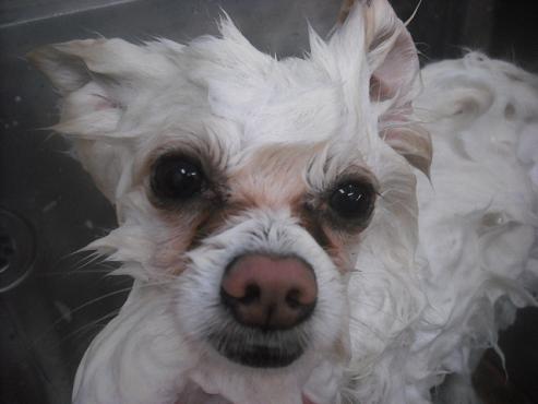 ファイル 2388-2.jpg