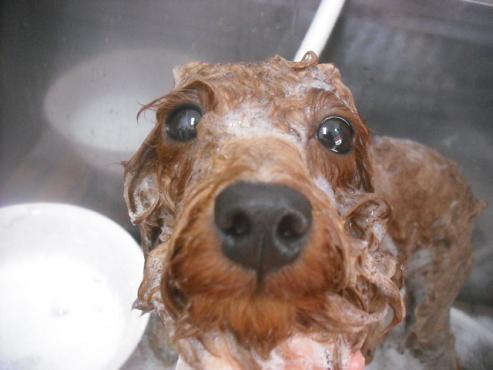 ファイル 2389-2.jpg