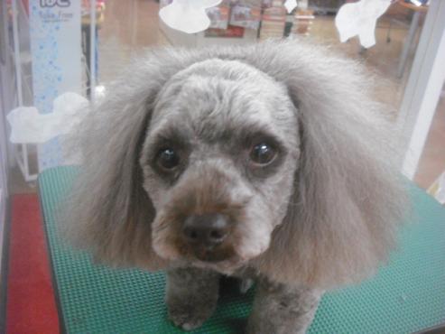 ファイル 2390-1.jpg