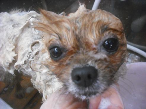 ファイル 2393-2.jpg