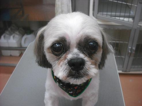 ファイル 2395-1.jpg