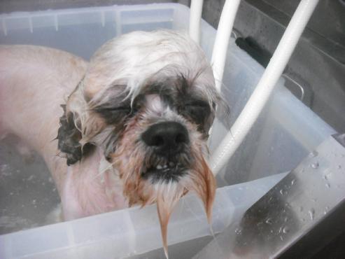 ファイル 2395-2.jpg