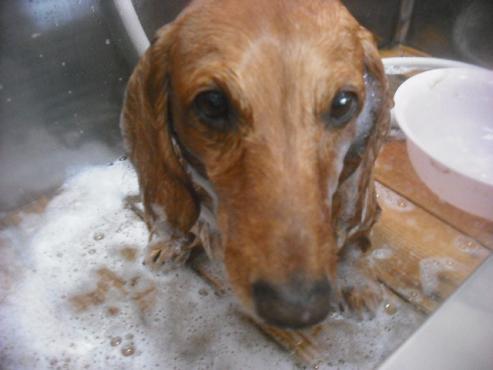 ファイル 2396-2.jpg