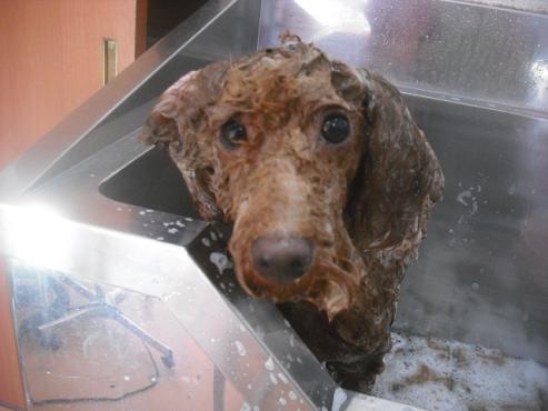 ファイル 2397-2.jpg