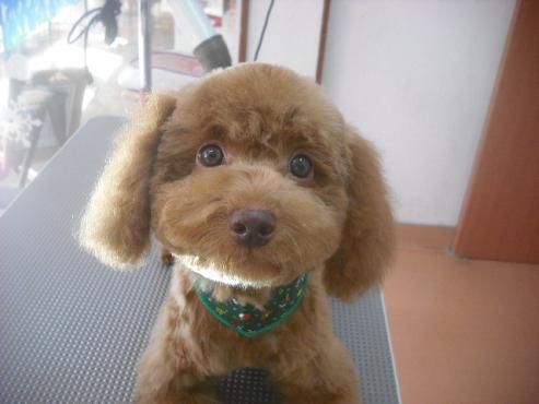 ファイル 2401-1.jpg