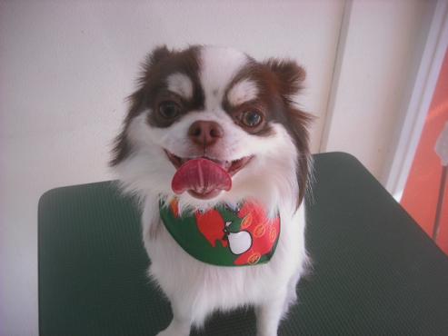 ファイル 2404-1.jpg