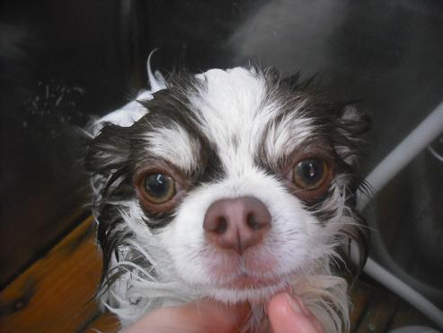 ファイル 2404-2.jpg