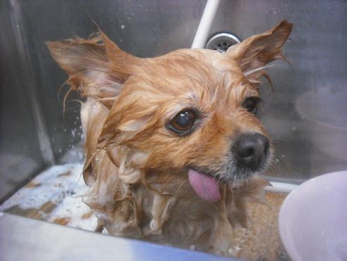 ファイル 2407-2.jpg