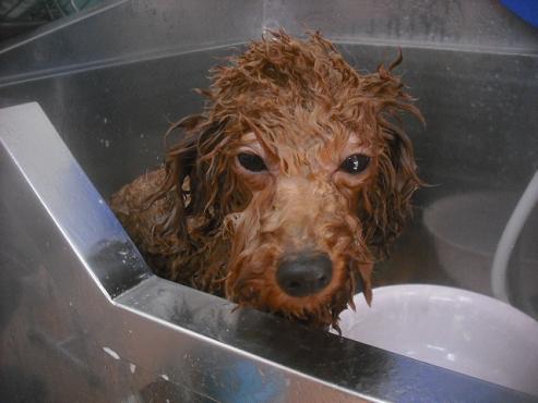 ファイル 2410-2.jpg