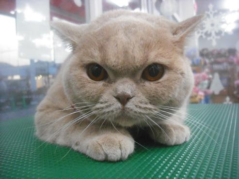 ファイル 2411-1.jpg