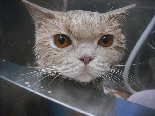 ファイル 2411-2.jpg