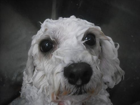 ファイル 2412-2.jpg