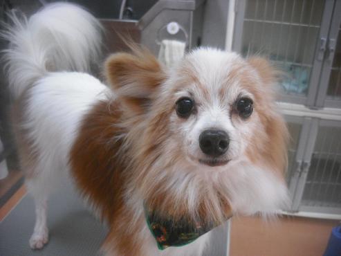 ファイル 2414-1.jpg