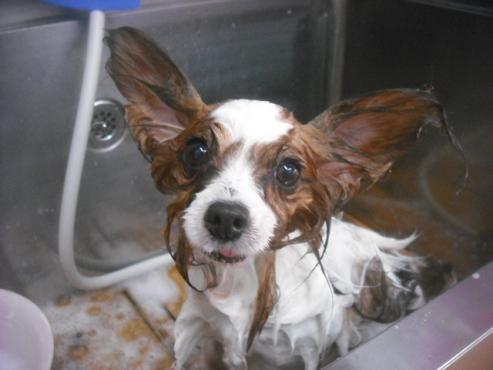 ファイル 2415-2.jpg