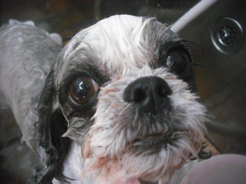 ファイル 2417-2.jpg