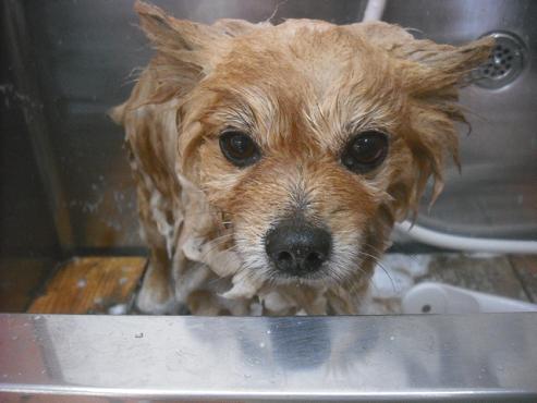 ファイル 2421-2.jpg