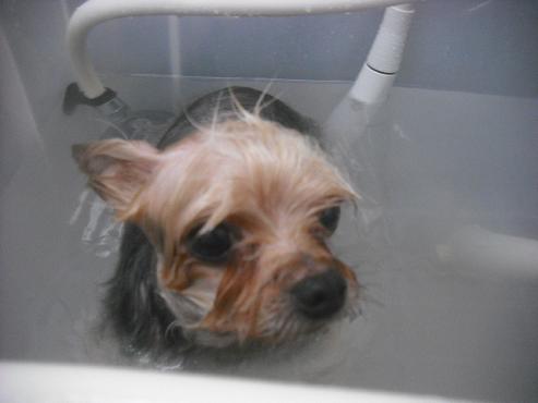 ファイル 2424-2.jpg