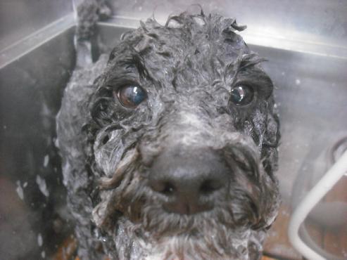 ファイル 2425-2.jpg