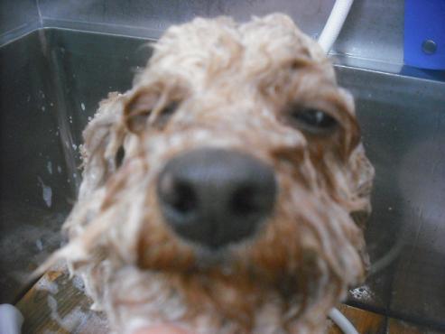 ファイル 2426-2.jpg