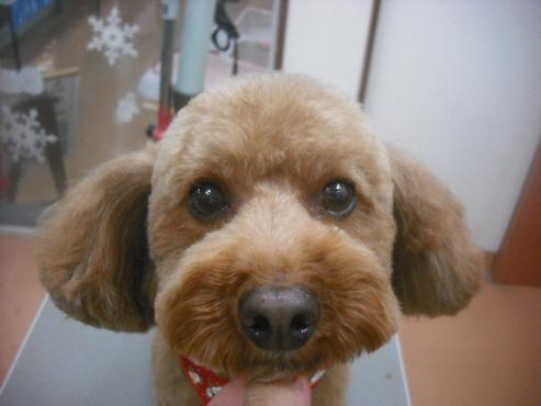 ファイル 2427-1.jpg