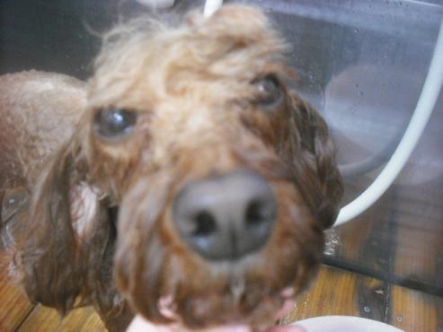 ファイル 2427-2.jpg