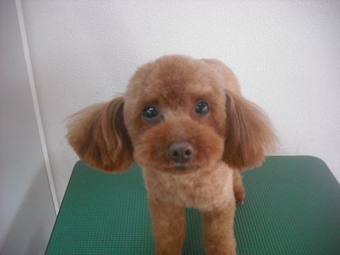 ファイル 2428-1.jpg