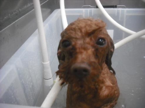 ファイル 2428-2.jpg