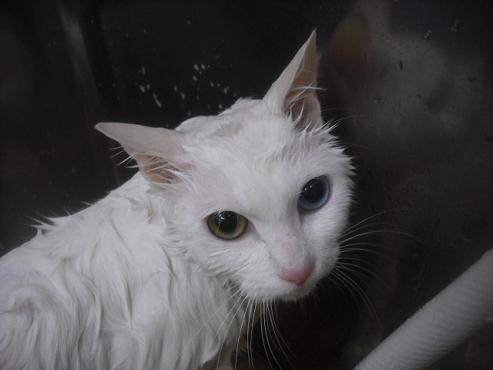 ファイル 2429-2.jpg