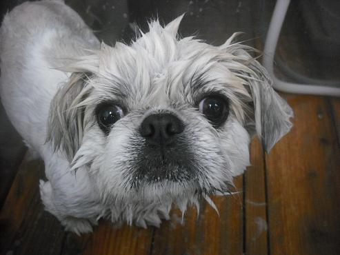 ファイル 2432-2.jpg