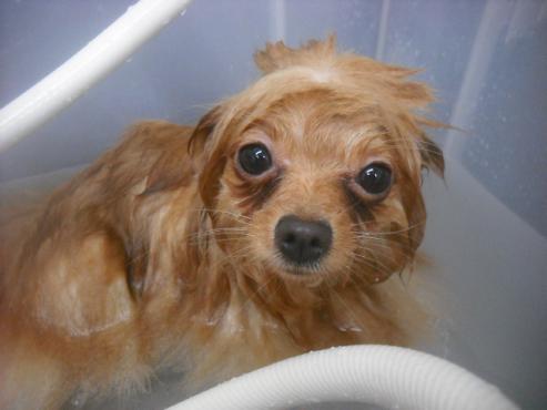 ファイル 2433-2.jpg