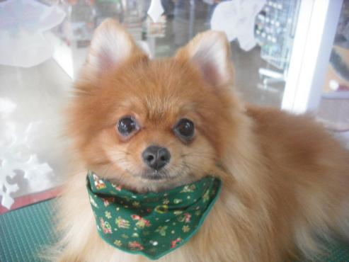 ファイル 2434-1.jpg