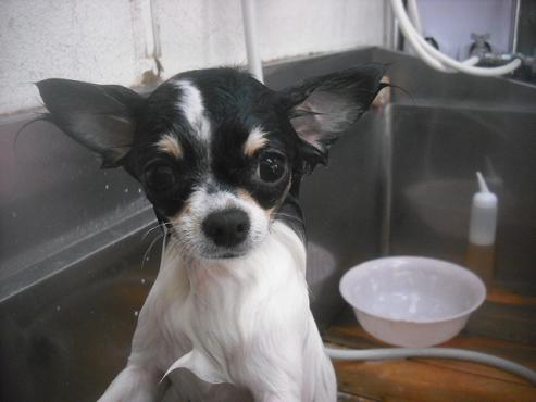 ファイル 2437-2.jpg