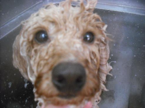 ファイル 2438-2.jpg