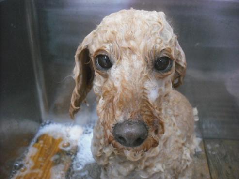 ファイル 2439-2.jpg