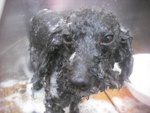 ファイル 2440-2.jpg