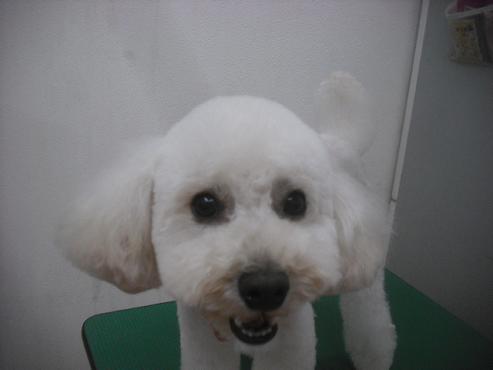 ファイル 2441-1.jpg