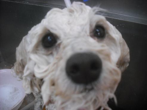 ファイル 2441-2.jpg