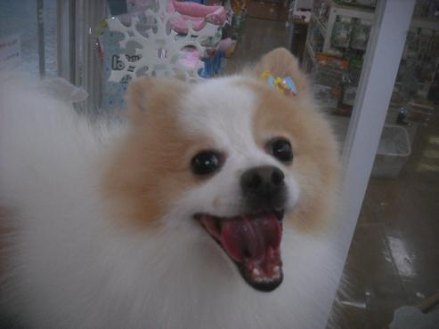 ファイル 2442-1.jpg