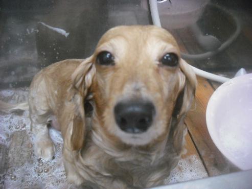 ファイル 2443-2.jpg