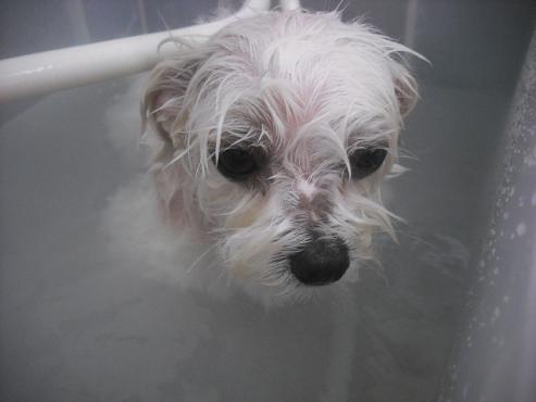 ファイル 2446-2.jpg