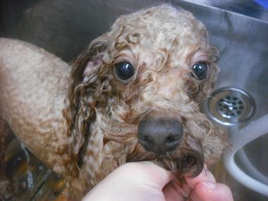 ファイル 2447-2.jpg