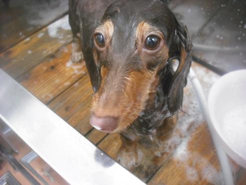 ファイル 2448-2.jpg