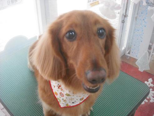 ファイル 2449-1.jpg