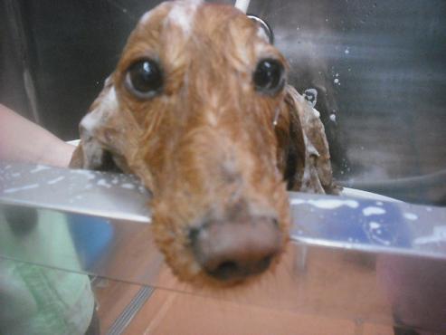 ファイル 2449-2.jpg