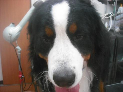 ファイル 2450-2.jpg