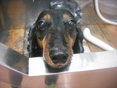 ファイル 2452-1.jpg