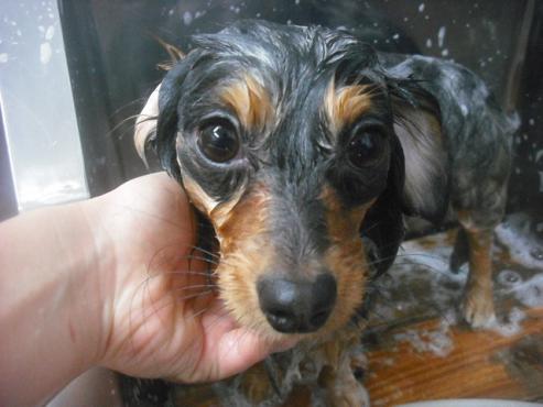 ファイル 2453-2.jpg